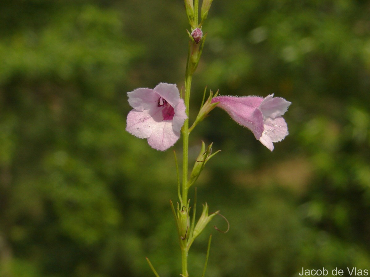 Parasopubia delphiniifolia (L.) H.-P.Hofm. & Eb.Fisch.